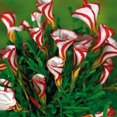 Candy Cane Oxalis Versicolor Plant Seeds