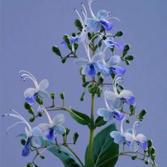 Blue Butterfly Flower Easy