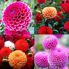 Dahlia Ball Pompon Mix Seeds Annual Flowers Beautiful for Planting