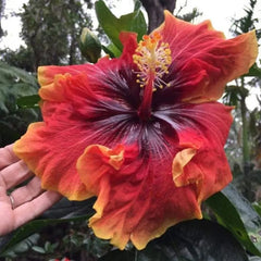 Beautiful Cosmic Dancer Hibiscus