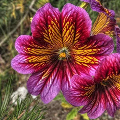 Chilean Morning Glory Seeds