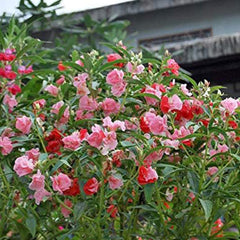 Mixed Impatiens Balsamina Balsam Camelia Impatiens Seeds Double Flower Touch Me Not