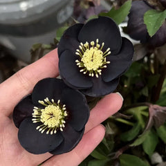 Christmas Rose-Black Hellebore