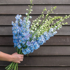 Baby Blue Larkspur Seeds