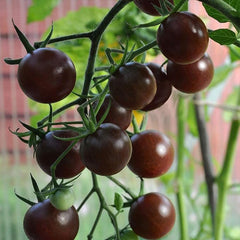 Vegetable Black Cherry Tomato For Planting Non GMO