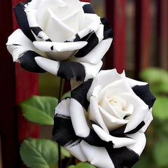 Rare Black and White Twin Roses