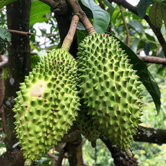 Giant Soursop Seeds for Planting, Annona Muricata, Graviola, Guyabano, Sirsak,  Tasty Tropical Native Fruit Tree