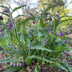 Common / True Comfrey