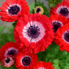 Double Anemone Seeds — Add Resilient Elegance to Your Garden!