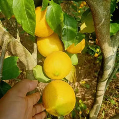 Perfume Lemon Seeds  High Germination Rate - Year Round Blooms and Fruits