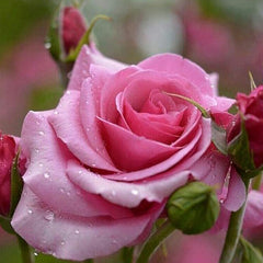 Mixed Multicolored Rose Flower Seeds Perennial Flowers Rare Plants Garden Bonsai
