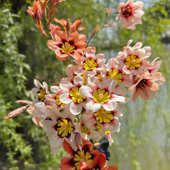The Stunning Tricolor Wandflower Seeds Collection