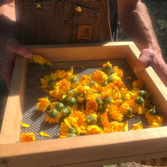 Resina Calendula