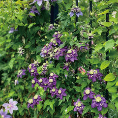 Clematis Taiga Seeds