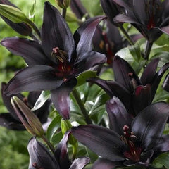 Black Lily: A Proud Black Flower