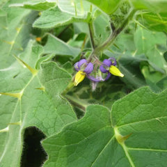 Nipple Fruit Seeds Titty Fruit Apple of Sodom Nipplefruit Bizarre Fruit in the Solanum Family