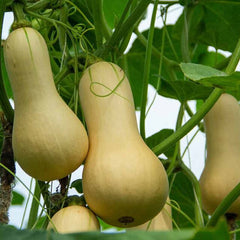 Butterbush Winter Squash Seeds