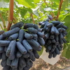 Seedless Sapphire Grapes Seeds