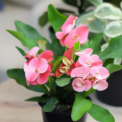 Euphorbia Crown of Thorns Plant Decor, Cactus Plants Live Houseplants
