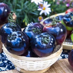 Black Tomato Seeds - Black Beauty Queen