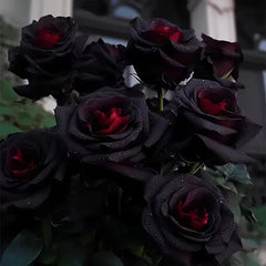 Rare Black Red Rose Flower Seeds