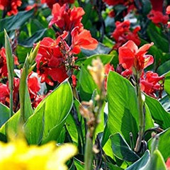 Mixed Canna Lily Flower Seeds Perennial Beautiful Bonsai Plant Home Garden Decor