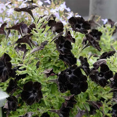 Black Petunia Seeds