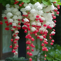 Begonia flower Seeds