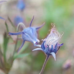 Blue Prairie Smoke Flower