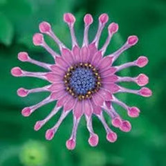 Osteospermum Mix Seeds Spider Daisy Rare