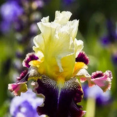 Multi-Varieties Iris Fall Planting