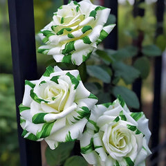 Rare White and Green Twin Roses