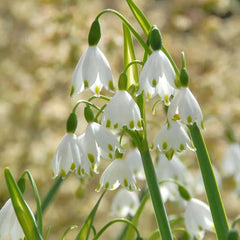 Summer Snowflake PureBeauty, Fresh Starts