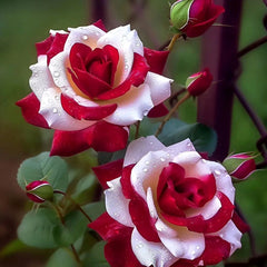 Red Heart Twin Rose Seeds