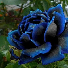 Rare Black Blue Rose- Seeds