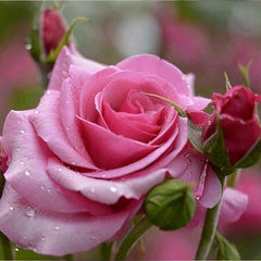Mixed Multicolored Rose Flower Seeds Perennial Flowers Rare Plants