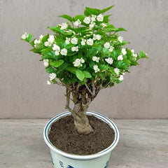 Cape Jasmine Seeds