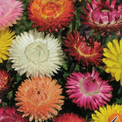 Mixed Strawflowers Helichrysum Flower Seeds-Everlasting Daisy