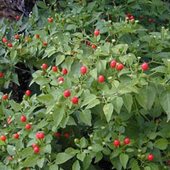 Chile Pequin Peppers - Tiny brilliantly red Chile Peppers - They Pack a Punch!!