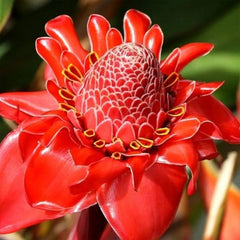 Porcelain rose seeds Etlingera elatior Torch Ginger