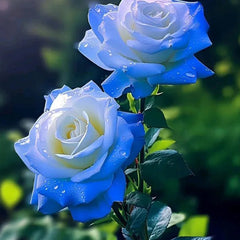 Broken Ice Blue Rose Seeds - Rare