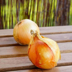 Yellow Stuttgarter Onion Sets Seeds,Noon Day Neutral Planting Set Growing Vegetable Scallion Green Seed