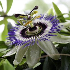 Seeds Passionflower Purple Beautiful Exotic Flower Perennial Outdoor Garden Cut Flowers for Planting Non GMO