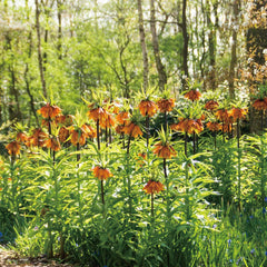 Fritillaria Crown Imperial Aurora