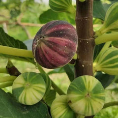 Rainbow Figs Seeds higher quality