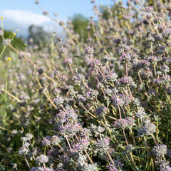 Purple Sage