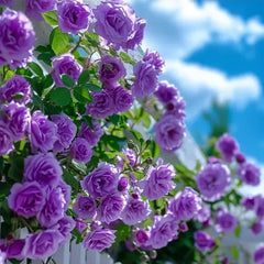 Repeat Blooming Climbing Rose Seeds - Luck Rises