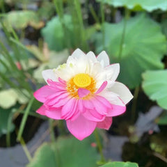 The Sacred Bonsai Lotus Flower
