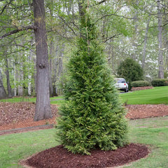 Green Giant Arborvitae