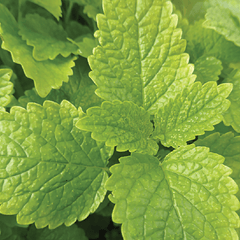 Lemon Balm Seeds, 500mg